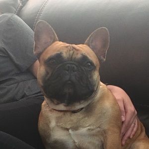 Meet your Posher, Preston